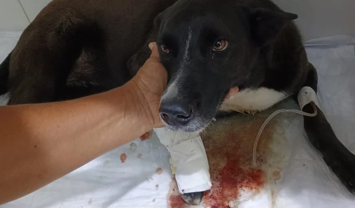 Cachorro pequeno resgatado