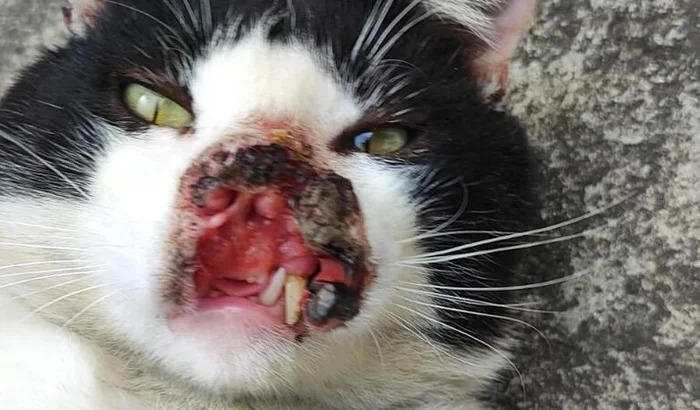 Gato preto resgatado