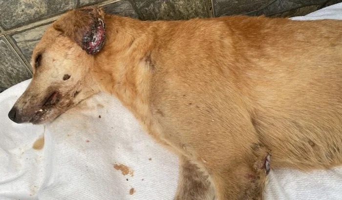 Cachorro branco resgatado